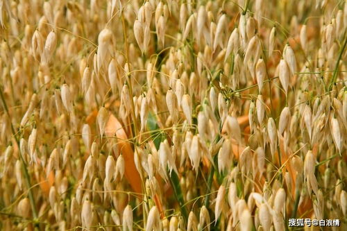 走進(jìn)豐收的田野里