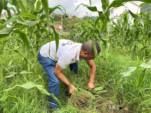 安徽歙縣 南甜8號(hào) 開(kāi)啟甜蜜新生活
