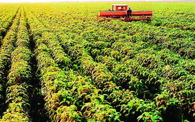 檢驗檢疫 海關(guān)等部門聯(lián)手保障出口農(nóng)產(chǎn)品質(zhì)量安全示范區(qū)建設(shè)