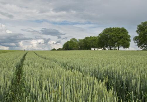 生產(chǎn)功能區(qū)和糖料蔗生產(chǎn)保護(hù)區(qū)劃定工作方案的通知-第1張圖片-創(chuàng)載網(wǎng)