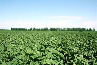 農(nóng)業(yè)專(zhuān)家 想要投資農(nóng)業(yè) 先來(lái)學(xué)學(xué)農(nóng)業(yè)知識(shí)