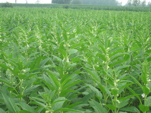 古話(huà)說(shuō)夏至不適宜播種,這幾種農(nóng)作物過(guò)了最佳時(shí)期,沒(méi)有必要種植