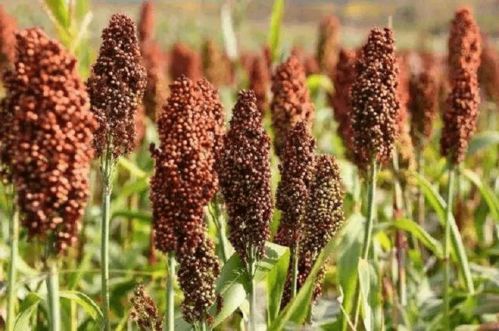 2021年我國糖料產(chǎn)業(yè)簡析 甘蔗和甜菜成為主要糖料作物