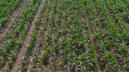 遼寧5300多萬(wàn)畝糧食作物播種完成