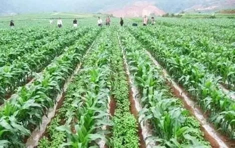 增產(chǎn)增收減災(zāi)害 30種常見(jiàn)作物間作套種方法 實(shí)用有效 快收藏